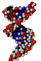 DNA