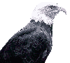 Eagle head