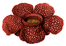 Rafflesia Arnoldi