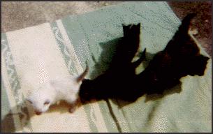 Black Kittens On Blanket