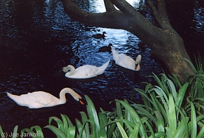 Long-Necked Beauties