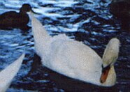 Close-Up of Swan