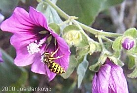 Bee Working On a Flower