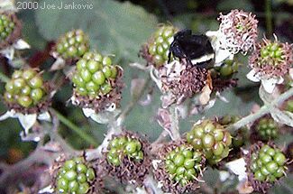 Bee Among Berries