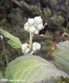 Bee Resting On a Flower