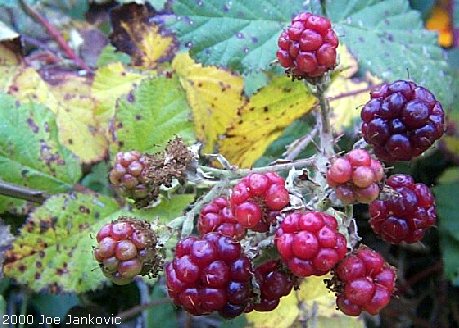 Close-Up of Berries