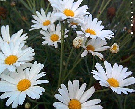 Yellow and White Flowers