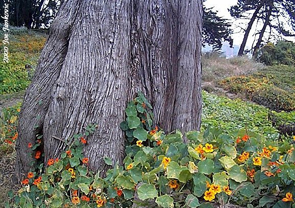 Big Old Tree Surrounded by Flowers