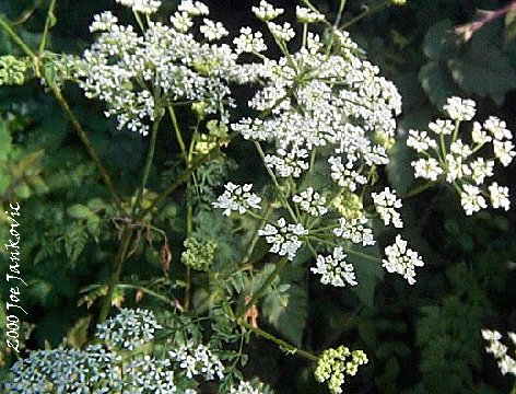 Mostly White Flowers with Tiny Petals