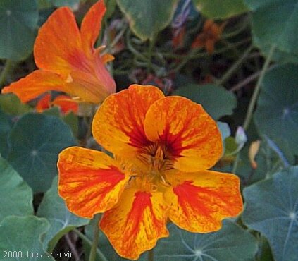 Yellow Flowers with Red Streaks