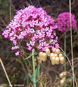 Pink Flowers and Funny Little Pods