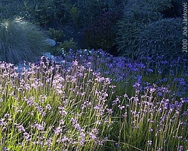 Pretty Garden Scene