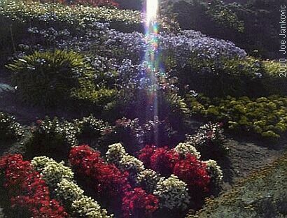 Bed of Flowers