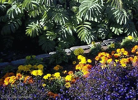 Very Colorful Bed of Flowers