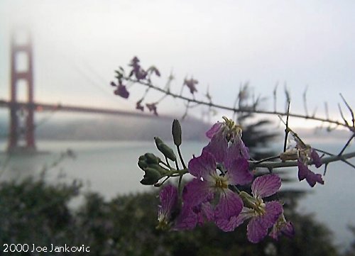 Tiny Purple Flowers Looking Pretty (Big)