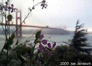 New View of Purple Flowers and GGB