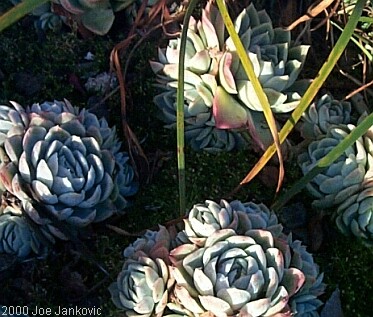 Lettuce-Like Plants