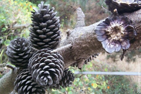 Pine Cones on a Branch