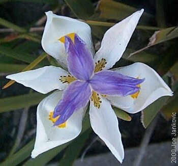 Purple Flower Inside White