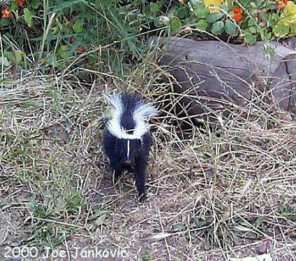 Black and White Fur, Bushy Tail. . . .Oh, Boy....