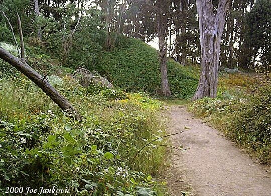 Path Surrounded By Nature's Beauty