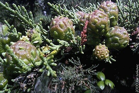 Weird-Looking Balls Hanging On a Branch