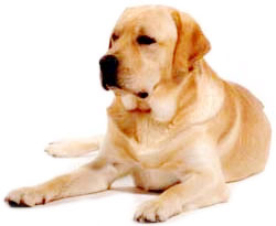 Labrador Gold Retriever