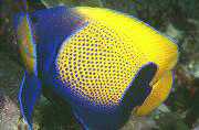 Butterfly Fish