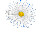 white daisy