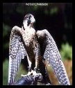 PEREGRINE FALCON