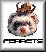 FERRETS