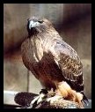 RED TAIL HAWK