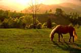 A horse feeding on hills around Bucegi Mountains.