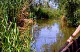 Rowing through the delta.