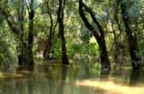 Flooded forest in the delta.