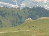 A zoom of horses grazing. They are about 5000 ft up. I wonder if they are wild.