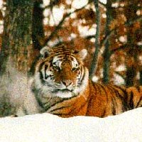 Siberian Tiger Pic