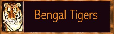 Bengal Tigers Banner