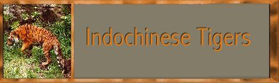 Indochinese Tigers Banner