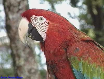 Guacamaya Roja