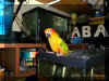 sun conure1.jpg (159334 bytes)