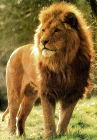 lion.gif (14167 bytes)