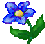 Blue flower