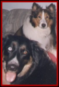 Lasher (Sheltie) and Kali (Bernese Mountain/Shepherd mix)