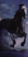 Wild Black Horse