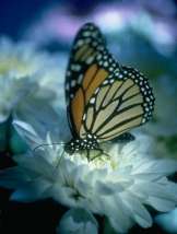 Real Butterfly Photo