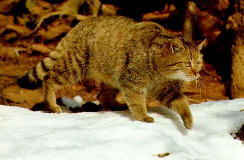 Euro-WildCat-Forest Cat Photo