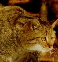 European Forest Cat Photo