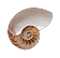 seashell