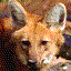 maned wolf